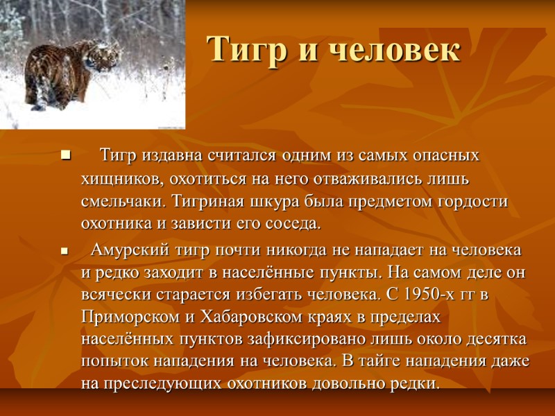 Тигр и человек    Тигр издавна считался одним из самых опасных хищников,